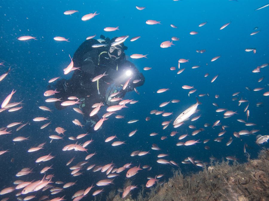 Sidemount dive in a school of fish